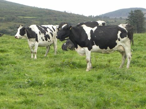 Rentabilité des élevages irlandais : travailler sur la production d’herbe et les vêlages groupés | Lait de Normandie... et d'ailleurs | Scoop.it
