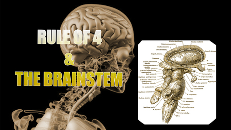 Brainstem And The Rule Of 4 | El Paso, TX. | Doctor Of Chiropractic | Spine Health & Spinal Hygiene | Scoop.it