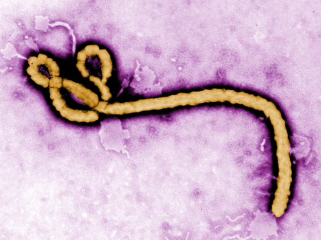 WHO - Update on Ebola virus disease – Outbreak in Democratic Republic of the Congo | Virus World | Scoop.it