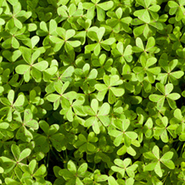 Le conseil de Fabienne n&deg;11: les Huiles Essentielles en cuisine N2 | Aromathologie | Scoop.it