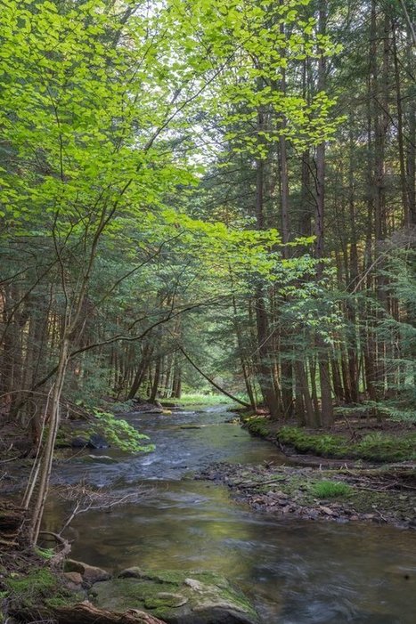 Nonprofit purchases 32K-plus acres of forest in Western Pa. | Timberland Investment | Scoop.it