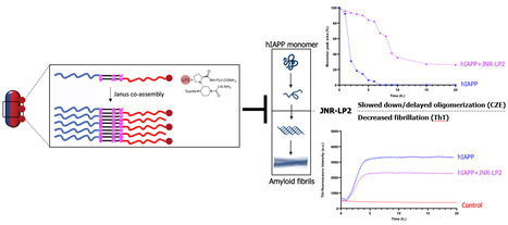 Traiter le diab&egrave;te de type 2 par des nanoparticules Janus ciblant l&rsquo;amyline | Life Sciences Universit&eacute; Paris-Saclay | Scoop.it