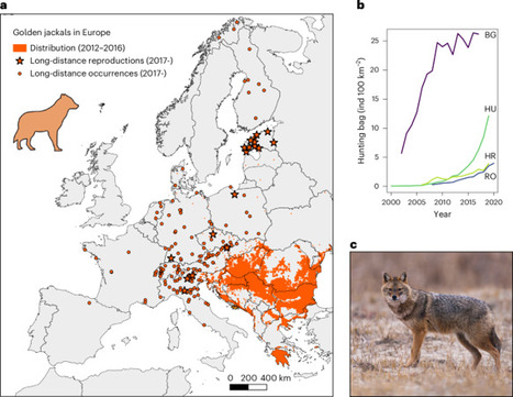 Human shielding from wolves facilitates jackal expansion across Europe - Nature Ecology & Evolution | Biodiversit&eacute; | Scoop.it