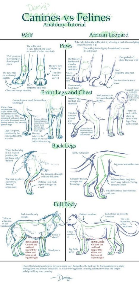Canine v. Feline Anatomy Tutorial | Drawing and Painting Tutorials | Scoop.it