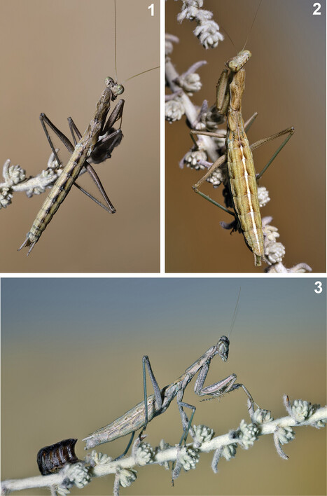 Cette esp&egrave;ce de mante religieuse danse pour &eacute;viter la mort apr&egrave;s l'accouplement | EntomoNews | Scoop.it