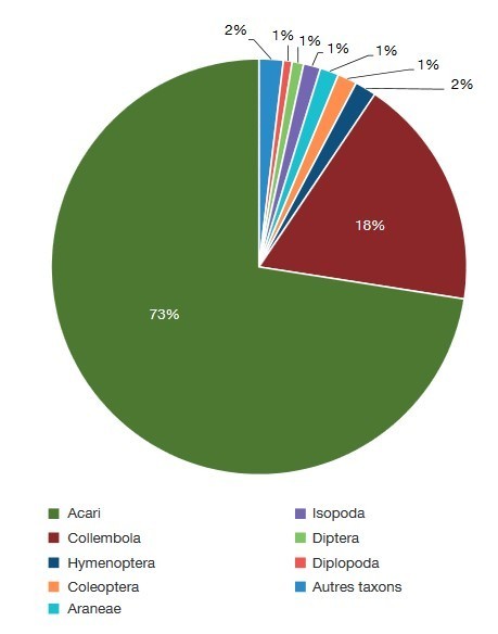 Les manchons de mousse corticoles, un micro-habitat riche en Invert&eacute;br&eacute;s | EntomoNews | Scoop.it
