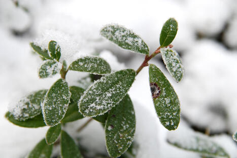 Ikivihre&auml;ss&auml; varvussa k&auml;y kuhina | 1Uutiset - Lukemisen t&auml;hden | Scoop.it
