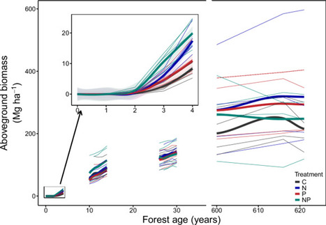 Tropical forest carbon sequestration accelerated by nitrogen | &Eacute;cosyst&egrave;mes Tropicaux | Scoop.it