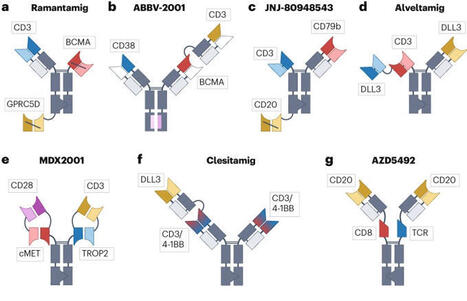 Multispecific T-cell engagers attract cancer drug developers | Immunology and Biotherapies | Scoop.it