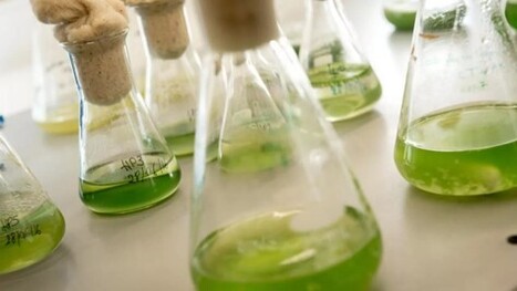 Microalgues&nbsp;: la r&eacute;volution verte se fait toujours attendre | ITERG - Veille sectorielle | Scoop.it