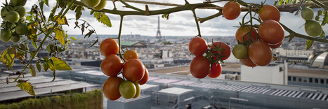 Trophées de l'Agriculture urbaine: les lauréats | ESPACES VEGETALISES URBAINS | Scoop.it