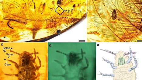 Täit piinasivat myös dinosauruksia sata miljoonaa vuotta sitten | 1Uutiset - Lukemisen tähden | Scoop.it