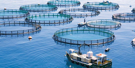 MAROC : Aquaculture : Agadir Haliopôle Cluster accompagne les start-up innovantes | CIHEAM Press Review | Scoop.it