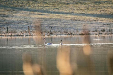 INSOLITE. Deux flamants roses installés dans un marécage à Talizat, dans le Cantal | Histoires Naturelles | Scoop.it
