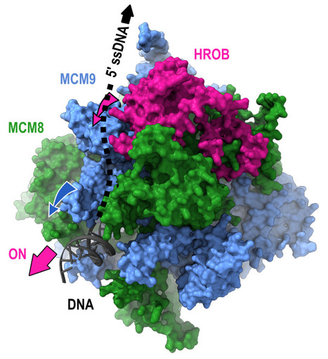 Mechanism of DNA unwinding by MCM8-9 in complex with HROB | I2BC Paris-Saclay | Scoop.it