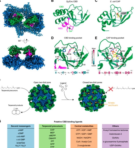 Encapsulins in Terpene Biosynthesis: Enzyme Nanoreactors in Bacterial Secondary Metabolism | acs | RMH | Scoop.it