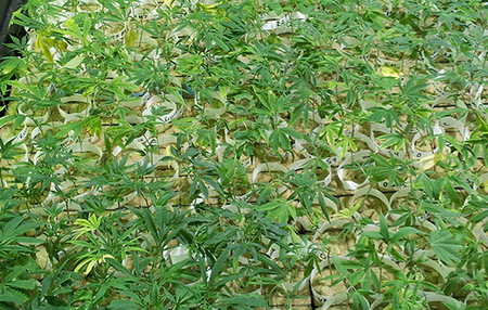 Washington Senate Approves Less Restrictive Medical Marijuana Bill | Beckley News : Cannabis - Marijuana | Scoop.it