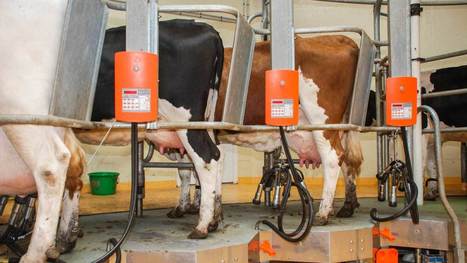 Étude : Rapport entre génétique et taux de calcium dans le lait | Lait de Normandie... et d'ailleurs | Scoop.it