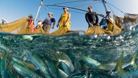 We May Be The Last Generation to Catch Food From the Oceans | OUR OCEANS NEED US | Scoop.it