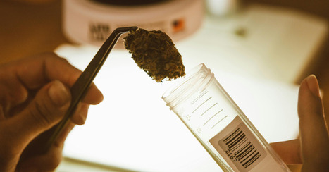 El THC como aliado en la batalla contra el alzhéimer  | Alzheimer y más (Boletín nº 77) | Scoop.it