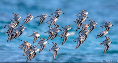 Anticiper les changements futurs pour protéger les oiseaux d’eau en Méditerranée | Biodiversité | Scoop.it