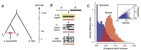 PNAS: Fusion of two divergent fungal individuals led to the recent emergence of a unique widespread pathogen species (2012) | Plant Pathogenomics | Scoop.it