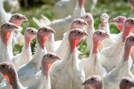 Bird Flu Outbreak Leads to Deaths of 12.6 Million Birds in U.S. - EcoWatch.com | Agents of Behemoth | Scoop.it