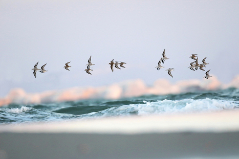 Sur les plages, la ruée des promeneurs menace les oiseaux d’eau | Biodiversité | Scoop.it