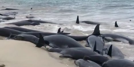 135 dauphins-pilotes meurent échoués sur une plage en Australie | Zones humides - Ramsar - Océans | Scoop.it