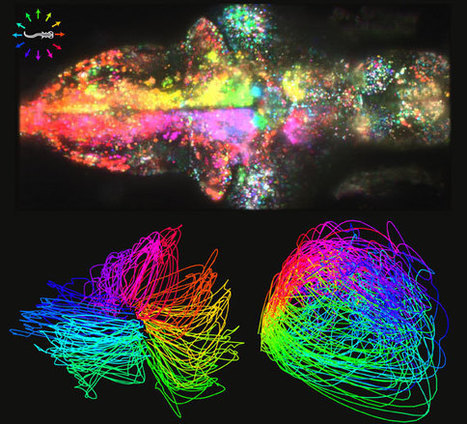 Small brains, big data | Teaching and Learning in HE | Scoop.it
