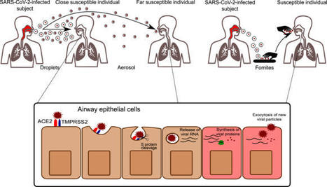 The central role of the nasal microenvironment in the transmission, modulation, and clinical progression of SARS-CoV-2 infection | Mucosal Immunity | Scoop.it