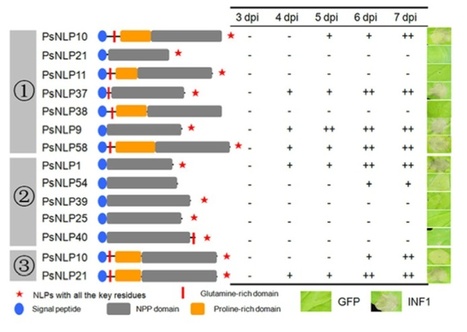 MPMI: The NLP toxin family in Phytophthora sojae includes rapidly evolving groups that lack necrosis-inducing activity | Plants and Microbes | Scoop.it
