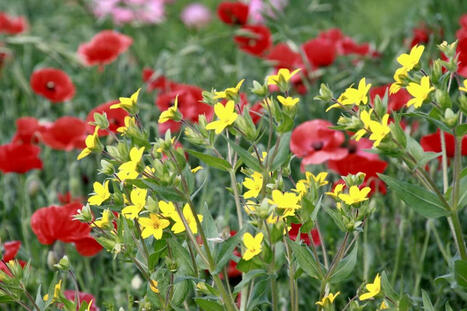 ECOLOGY : Wildflowers Are Definitely the Prettiest Way to Reduce Pesticide Use | CIHEAM Press Review | Scoop.it