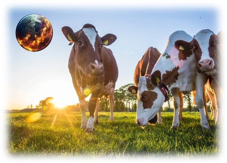Un milliard de vaches face au réchauffement climatique : le stress thermique menace l'élevage mondial d'ici 2100 ! | Lait de Normandie... et d'ailleurs | Scoop.it
