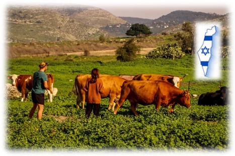 La production laitière en Israël est la plus élevée au monde | Lait de Normandie... et d'ailleurs | Scoop.it