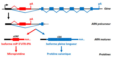 Les isoformes de polyadénylation intronique codant des microprotéines : un nouveau paradigme génétique | Life Sciences Université Paris-Saclay | Scoop.it
