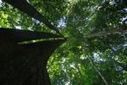 SO MUCH FOR UN-REDD AND REDD PLUS: Carbon Trading, Carbon Offsets A Sum-Zero Game | BIODIVERSITY IS LIFE  – | Scoop.it