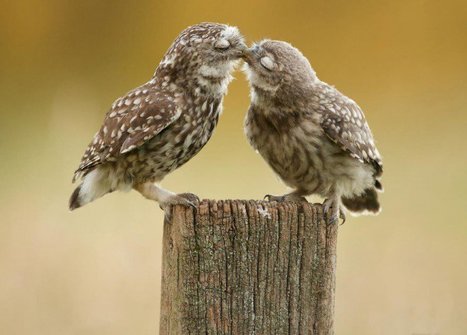 L’amour est partout, absolument partout et les animaux nous le prouvent | Koter Info - La Gazette de LLN-WSL-UCL | Scoop.it