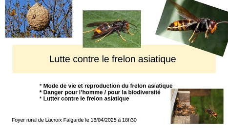 Conférence : Lutte contre le frelon asiatique mercredi 16 avril | Lacroix-Falgarde | Scoop.it