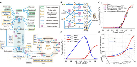 Overflow metabolism originates from growth optimization and cell heterogeneity | eLife | RMH | Scoop.it
