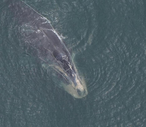 MA: Boating and Fishing Groups Disappointed in NOAA Right Whale Regulations | by Gary Culhane | CapeCod.com | @The Convergence of ICT, the Environment, Climate Change, EV Transportation & Distributed Renewable Energy | Scoop.it