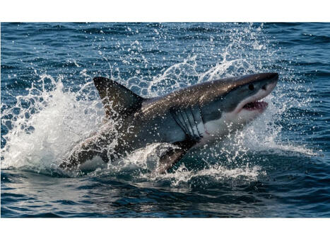 Video: Shark Chases Surfer, Ushering In CA's Shark Summer | Long Beach, CA Patch | Soggy Science | Scoop.it