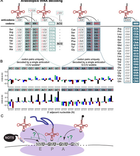 Neighboring codon adjacent nucleotides have a conserved influence on mRNA decay | brvsys | RMH | Scoop.it