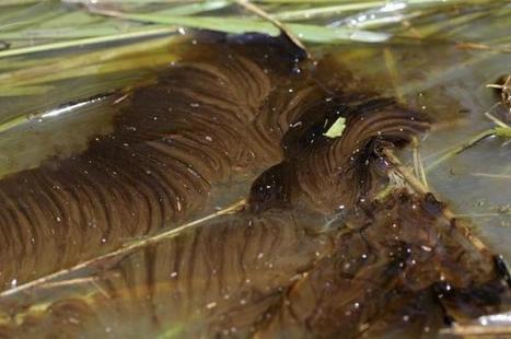 ExxonMobil to pay $12 million in Montana oil spill settlement / le 21.09.2016 | Pollution accidentelle des eaux (+ déchets plastiques) | Scoop.it