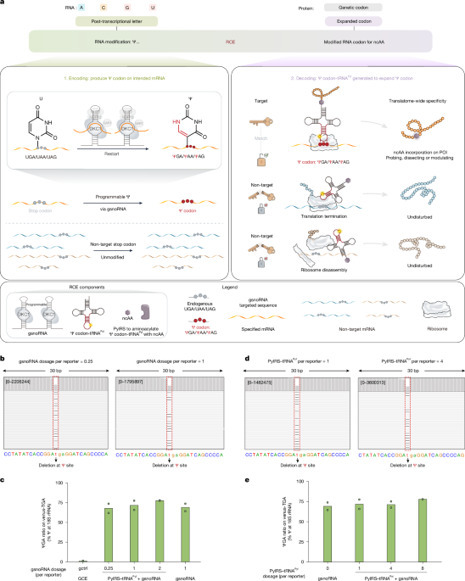 RNA codon expansion via programmable pseudouridine editing and decoding | nat | RMH | Scoop.it