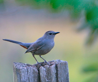 The birds and the weeds: A farm conservation love story: GOODBYE PESTICIDES, HELLO BIODIVERSITY | BIODIVERSITY IS LIFE  – | Scoop.it