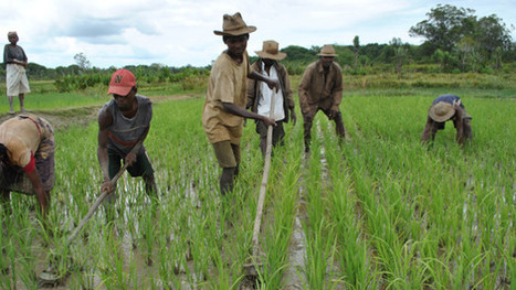 Investing in smallholder farmers to feed the future | Questions de développement ... | Scoop.it