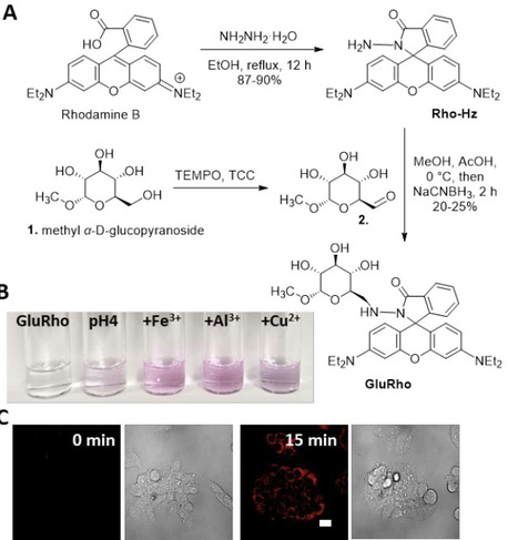 Turn-on Fluorescent Glucose Transport Bioprobe Enables Wash-Free Real-Time Monitoring of Glucose Uptake Activity in Live Cells and Small Organisms | RSC | RMH | Scoop.it