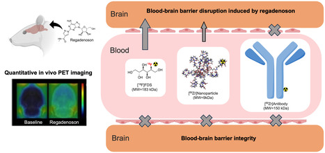Avantages et limites de l’ouverture transitoire de la barrière-hématoencéphalique par le régadenoson pour la délivrance cérébrale de médicaments | Life Sciences Université Paris-Saclay | Scoop.it