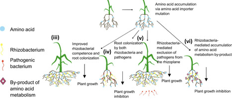 Rhizosphere engineering for improved plant–beneficial microbe interactions: Concepts and some remaining questions | RMH | Scoop.it